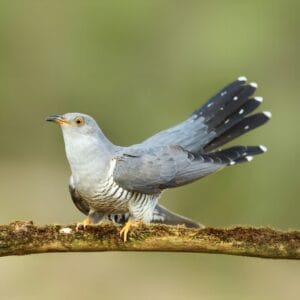 A Common Cuckoo stands perched on a moss-covered branch, looking to its left. The bird has a gray head, back, and wings, with a white chest and belly covered in dark, horizontal barring. It features striking yellow eyes and yellow legs, and its dark tail is fanned slightly, showing dark feathers with prominent white tips. The background is a soft, blurred green.