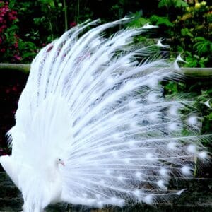 A majestic white peacock with its tail feathers fully fanned out, set against a lush green and floral background.