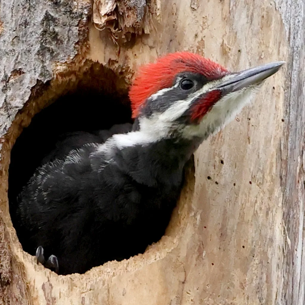 A Pileated Woodpecker with a bright red crest and white facial stripes looks upward while peeking out of a dark, round hole carved into a light brown tree trunk. The bird's dark body is mostly inside the cavity.